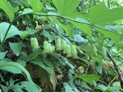 Polygonatum biflorum biflorum