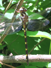 Cordulegaster bilineata