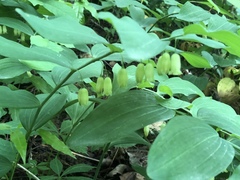 Polygonatum biflorum biflorum