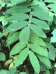 Polygonatum biflorum biflorum