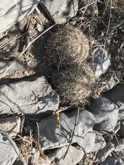 Coryphantha delicata