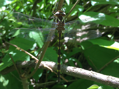 Cordulegaster bilineata