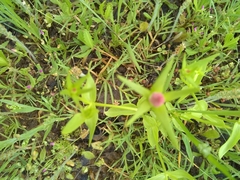 Sabatia campestris