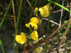 Utricularia