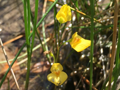 Utricularia