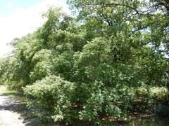 Zanthoxylum hirsutum