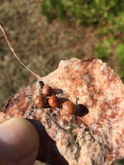 Harmandiola