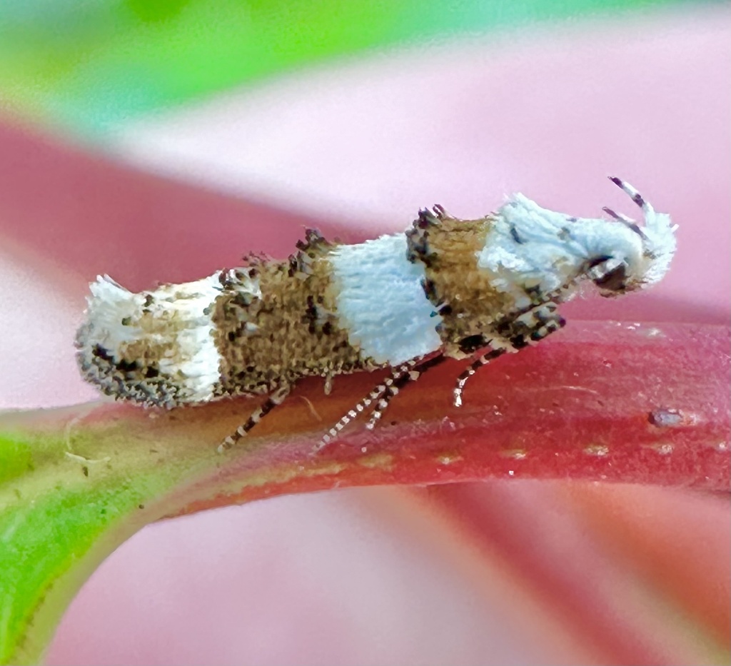 Exoteleia graphicella