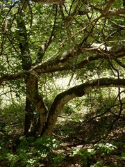 Zanthoxylum hirsutum