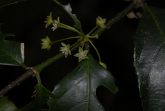 Lasiodiscus usambarensis