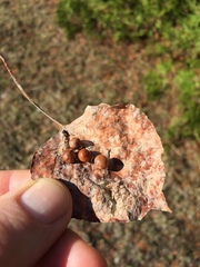 Harmandiola