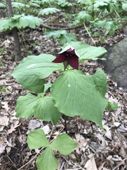 Trillium