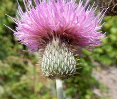 Cirsium texanum