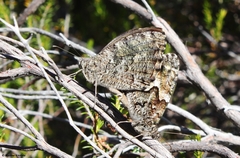 Hipparchia aristaeus