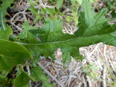 Cirsium texanum