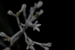 Chassalia parvifolia