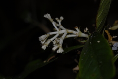 Chassalia parvifolia