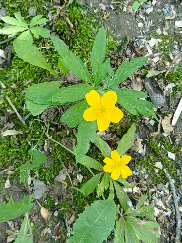 Anemone ranunculoides, photograph 6