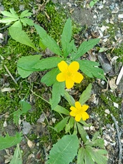 Anemone ranunculoides, photograph Vladimir Atachkin, CC BY, iNaturalist via GBIF