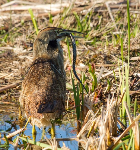 American Bittern photographed in Louisiana