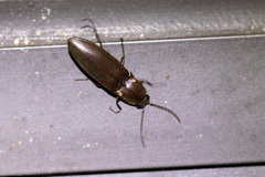 Deilelater physoderus