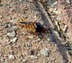 Macrotermes carbonarius