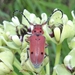 Texas Milkweed Beetle - Photo (c) Russell Pfau, some rights reserved (CC BY-NC), uploaded by Russell Pfau