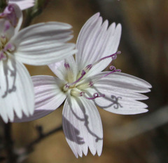 Stephanomeria exigua exigua