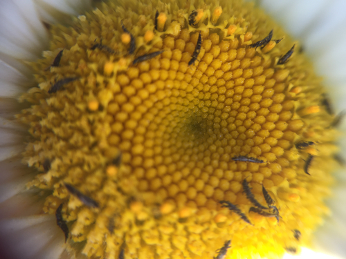 Phlaeothripidae