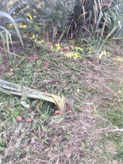 Phormium tenax