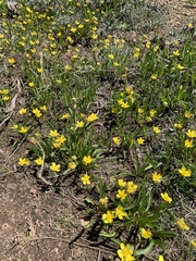 Ranunculus alismifolius alismifolius
