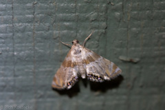 Petrophila heppneri