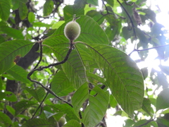 Duroia hirsuta