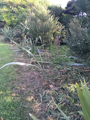 Phormium tenax
