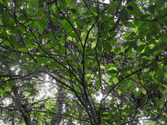 Duroia hirsuta