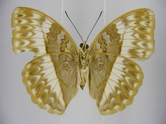 Cymothoe jodutta mostinckxi