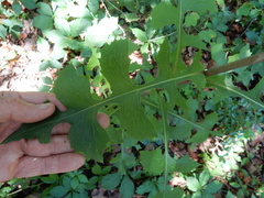 Lactuca ludoviciana