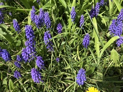 Muscari armeniacum
