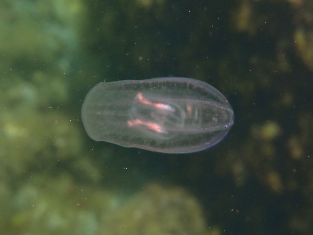 Cigar Comb Jellies