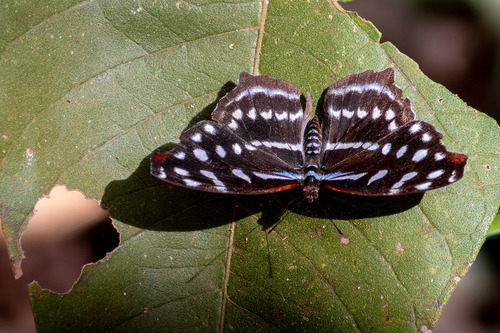 Orsis bluewing photo 2