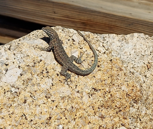 iNaturalist observation photo of Common Side-blotched Lizard