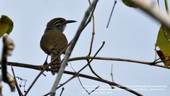 Pheugopedius maculipectus
