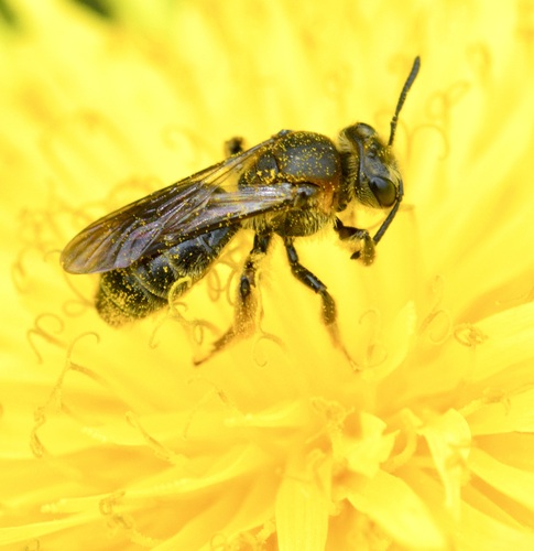 Allegheny Mining Bee photo 4