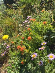 Castilleja affinis
