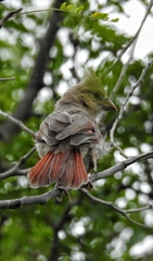 Cardinalis