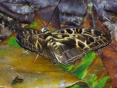 Catuna oberthueri