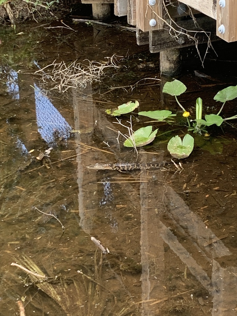 American Alligator From Lake Tarpon, Palm Harbor, Fl, Us On May 24 