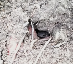 Rhinella humboldti