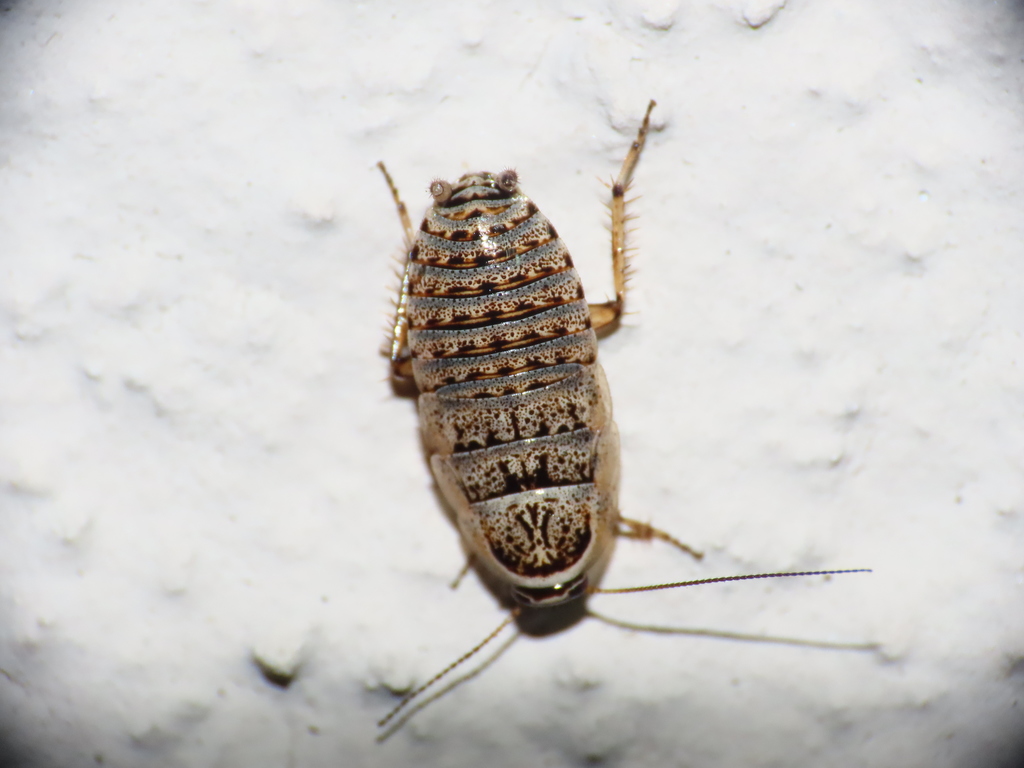 Sub-winged Leaf-running Cockroach