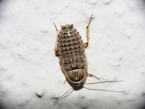 Phyllodromica subaptera · iNaturalist